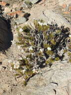 Image de Heliotropium stenophyllum Hook. & Arn.