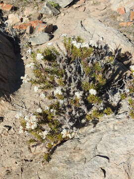 Image of Heliotropium stenophyllum Hook. & Arn.