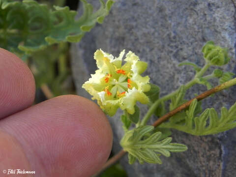 Image of Pinnasa volubilis (Dombey ex Juss.) Weigend & R. H. Acuña