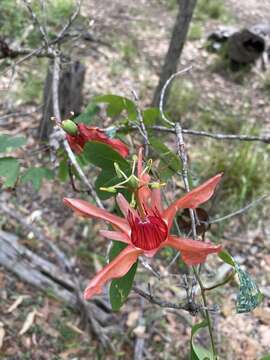 Image of Passiflora aurantia Forst. fil.