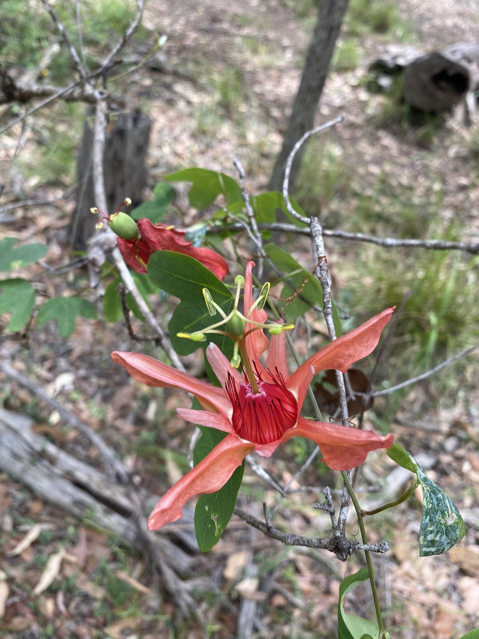 Image de Passiflora aurantia Forst. fil.