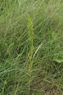 Image of Habenaria pseudociliosa Schelpe ex J. C. Manning