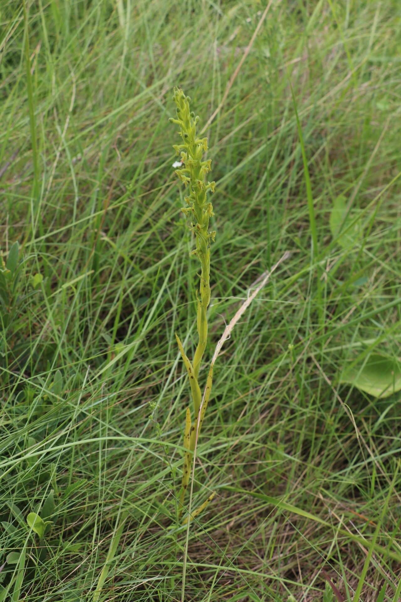 Image of Habenaria pseudociliosa Schelpe ex J. C. Manning