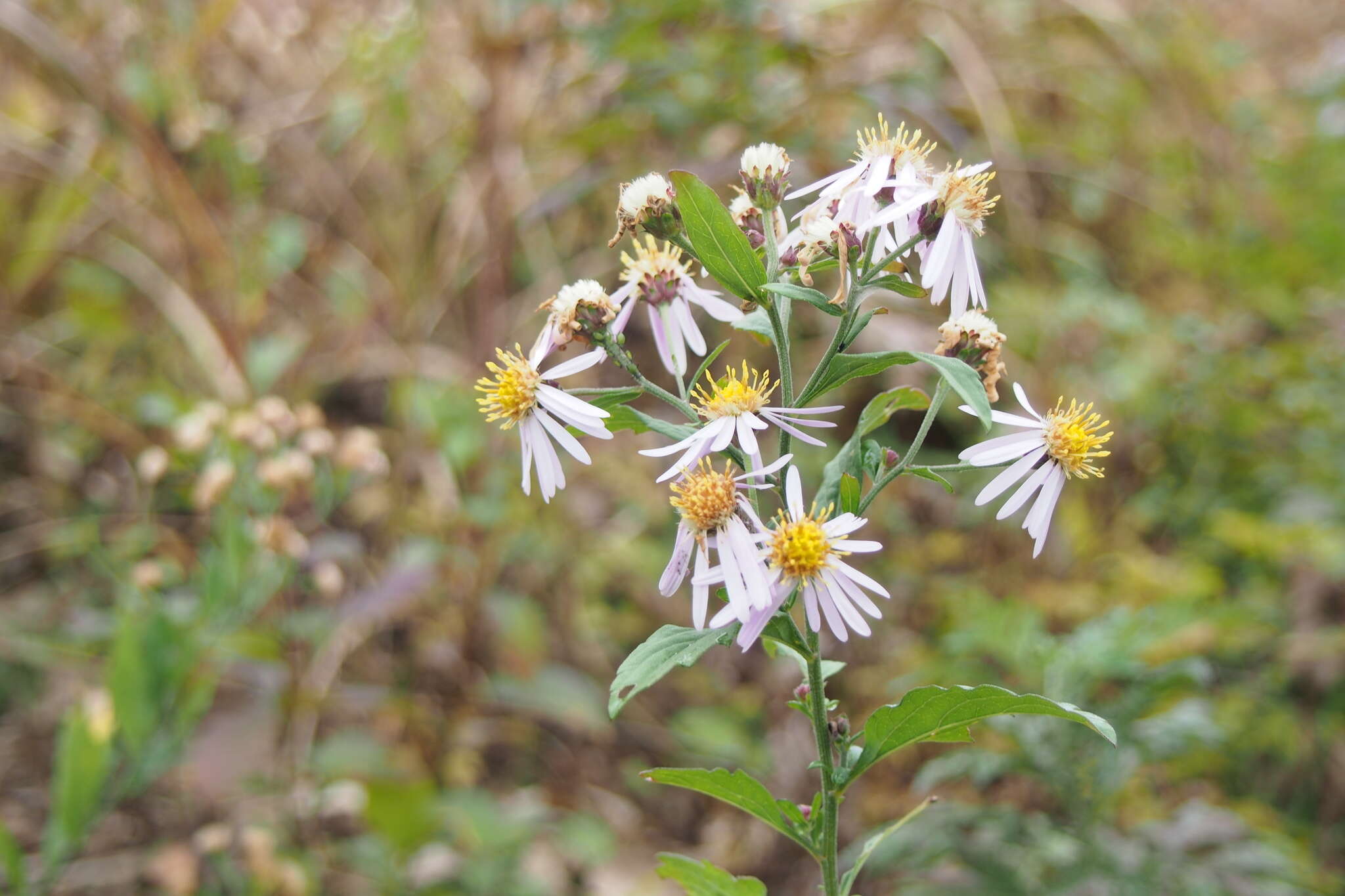 Image of Aster ovatus (Franch. & Sav.) Mot. Ito & A. Soejima