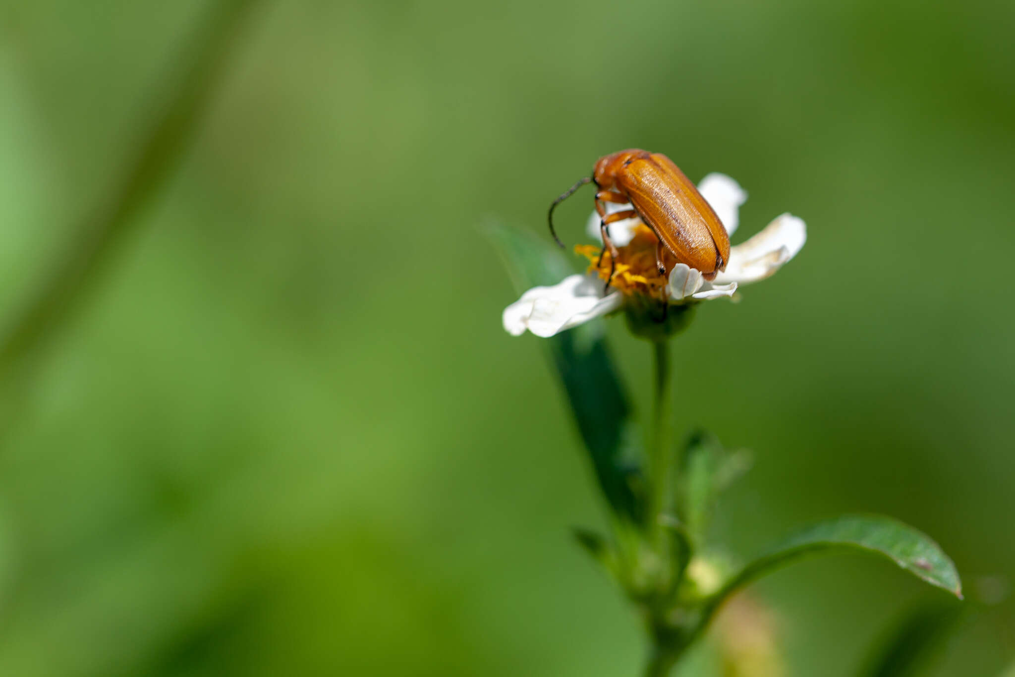 Plancia ëd Nemognatha (Pauronemognatha) punctulata Le Conte 1853