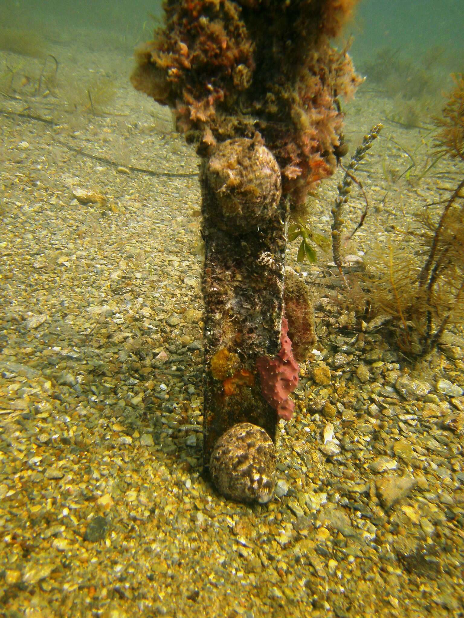 Image of circular ear shell