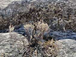 Image of Butterworth's buckwheat