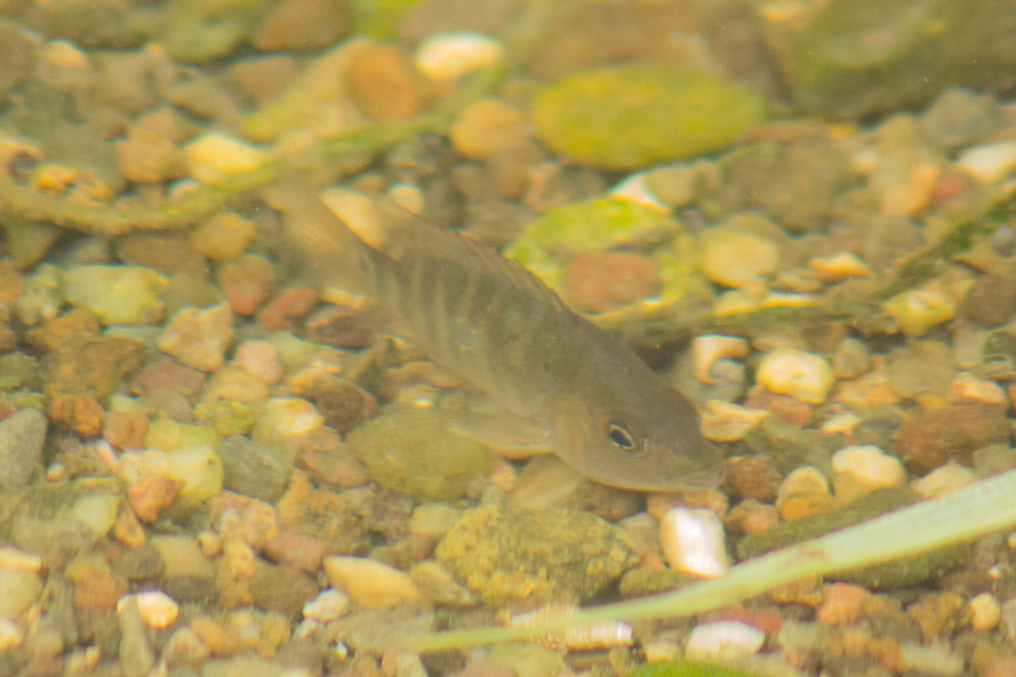 Image of Blackthroat cichlid