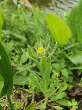 Слика од Pseudognaphalium affine (D. Don) A. A. Anderberg