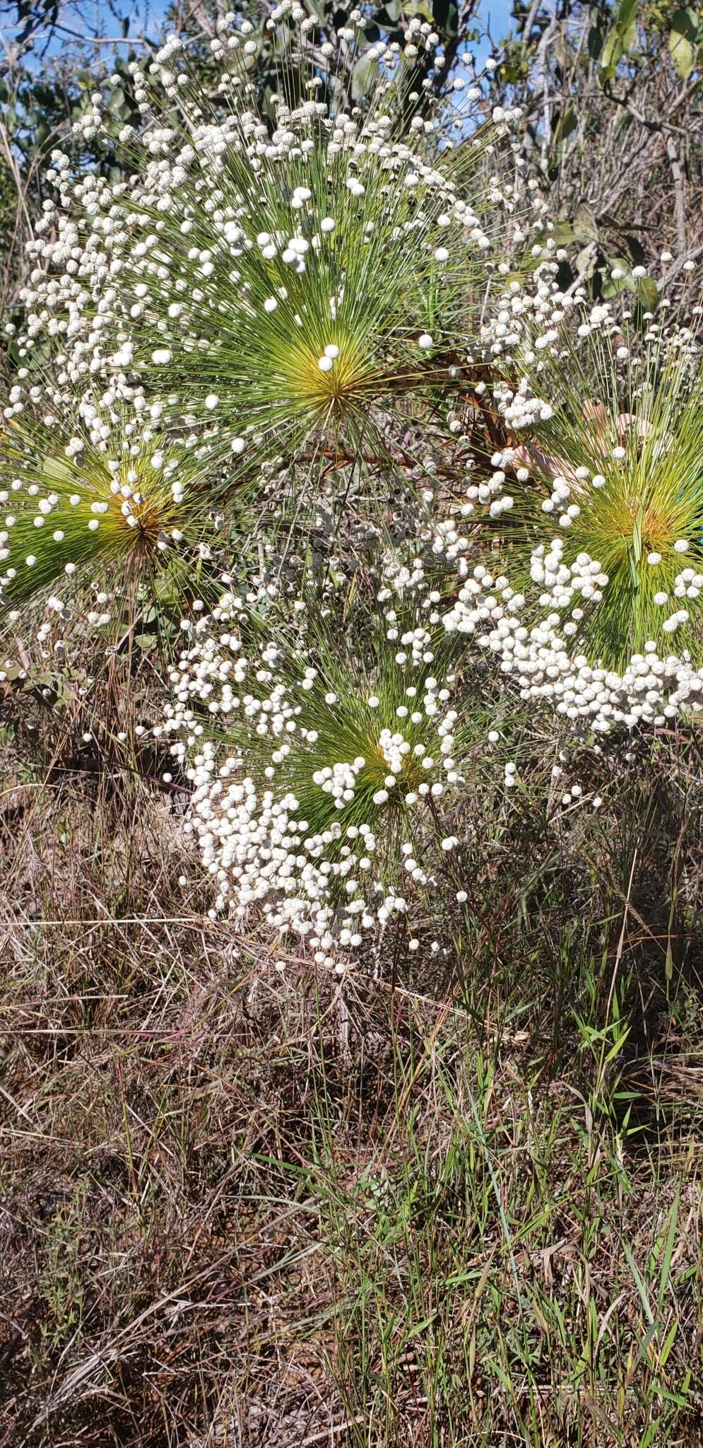 Image of Paepalanthus chiquitensis Herzog