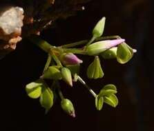 Plancia ëd Oxalis rubricallosa Oberl., Dreyer & Roets