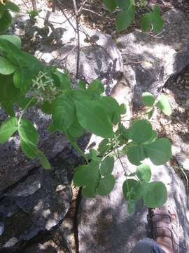 Image of common hoptree