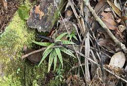 Image of Gonatostylis vieillardii (Rchb. fil.) Schltr.