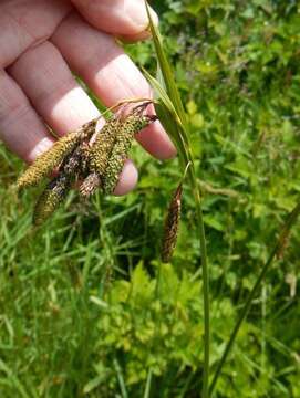 Imagem de Carex mertensii J. D. Prescott ex Bong.