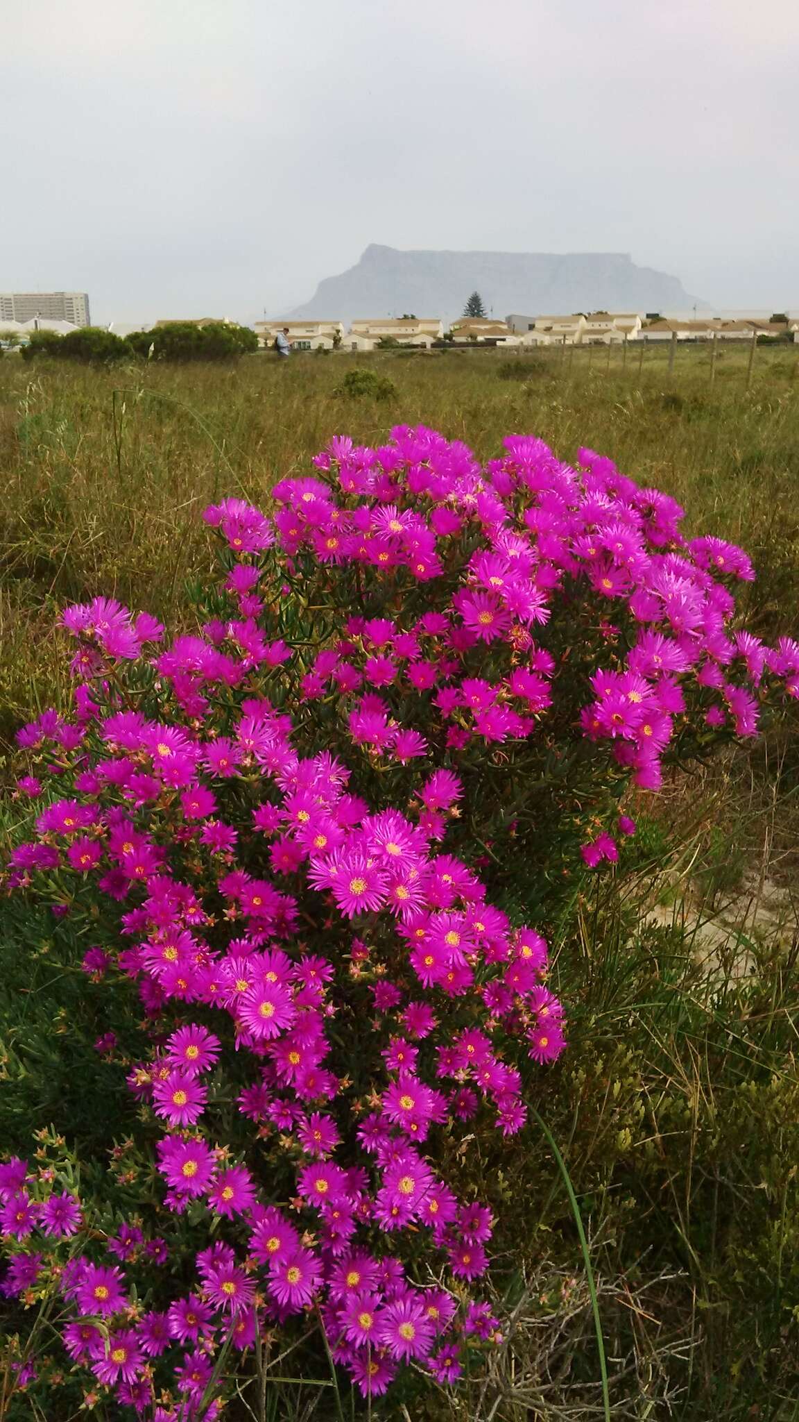 Image of Lampranthus stipulaceus (L.) N. E. Br.