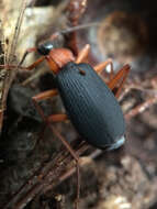 Image of Galerita (Progaleritina) bicolor (Drury 1773)