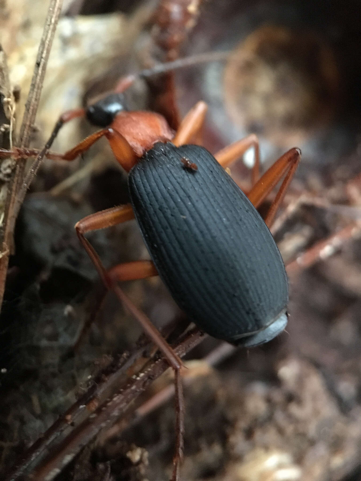 Image of Galerita (Progaleritina) bicolor (Drury 1773)