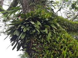 Image of Medusa's Bulbophyllum