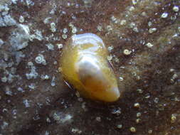 Image of Notocypraea piperita (Gray 1825)