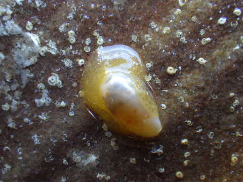 Image of Notocypraea piperita (Gray 1825)