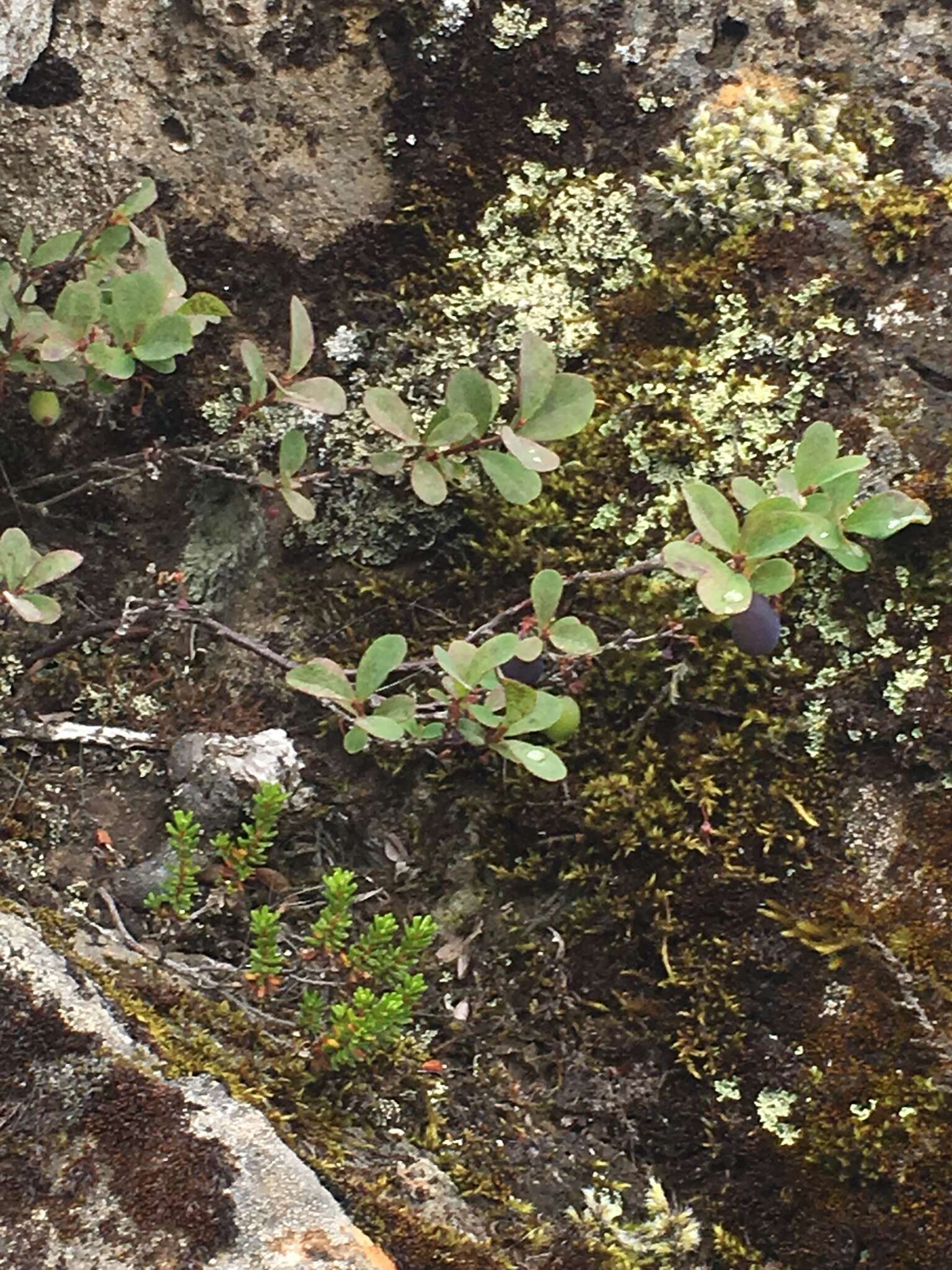 Image of alpine bilberry