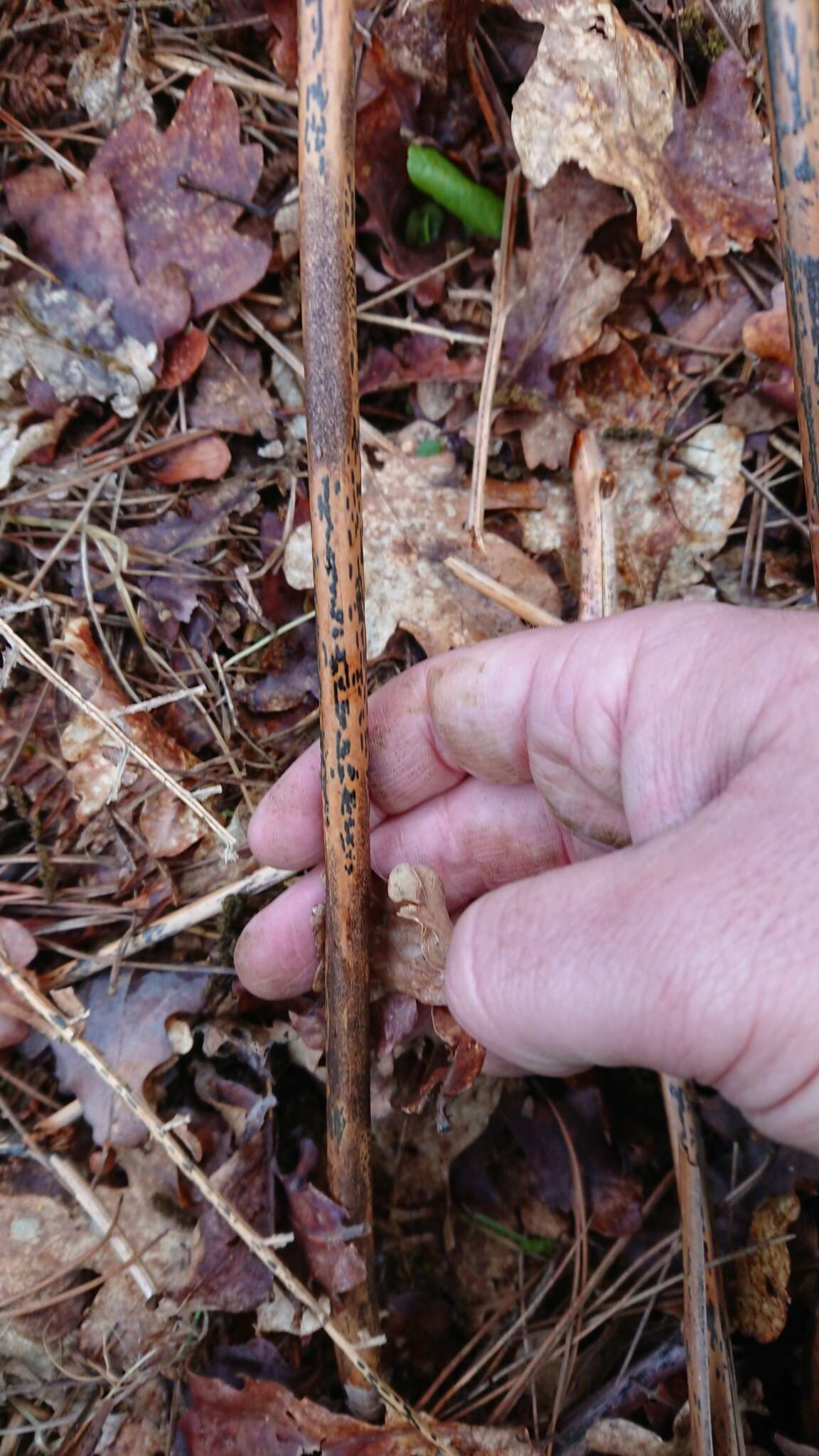 Image of Rhopographus filicinus (Fr.) Nitschke ex Fuckel