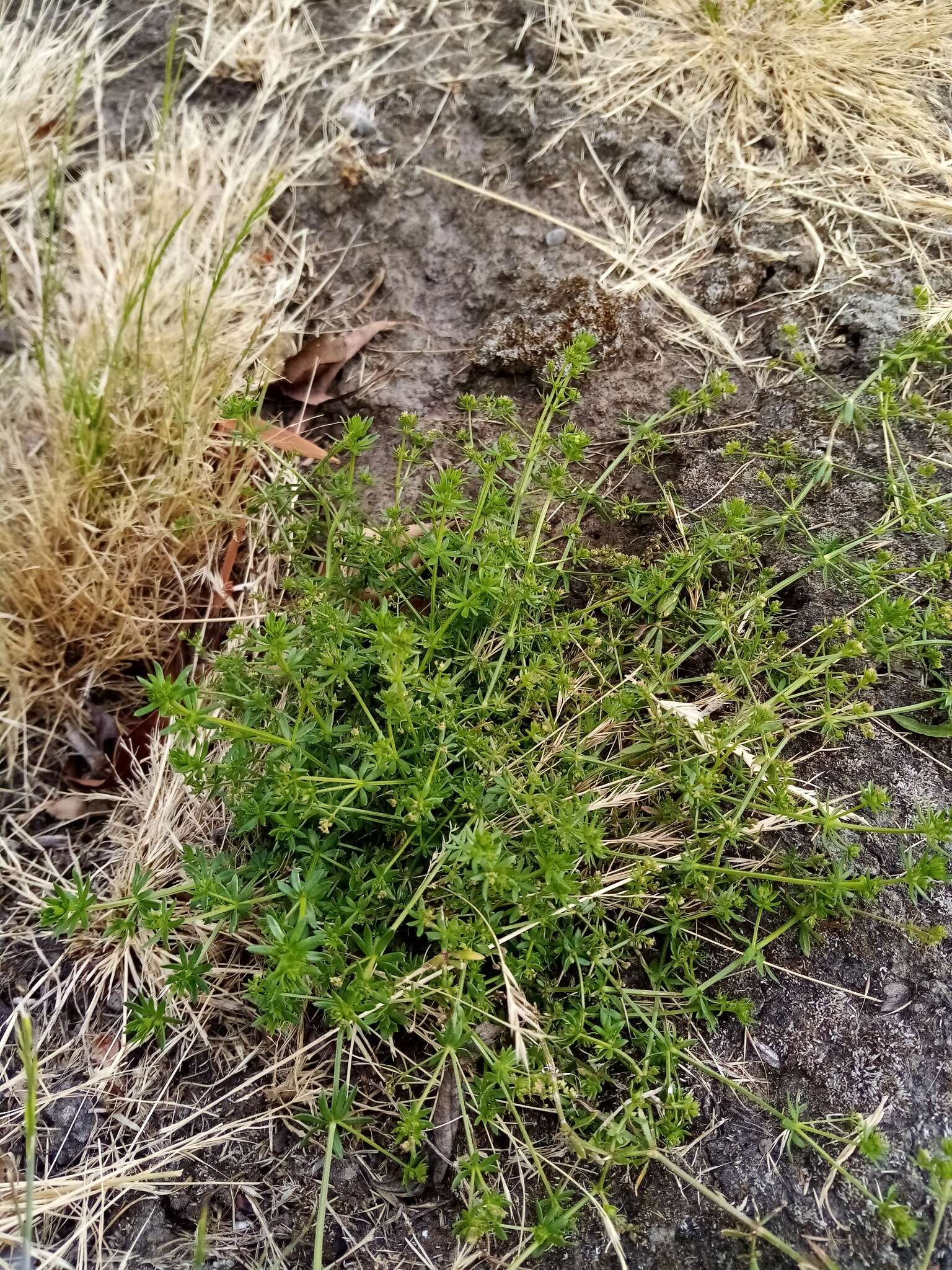 Plancia ëd Galium divaricatum Pourr. ex Lam.