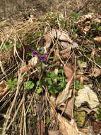 Plancia ëd Pulmonaria obscura Dumort.