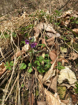 Plancia ëd Pulmonaria obscura Dumort.