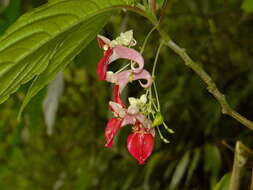 Image of Impatiens platyadena C. E. C. Fischer