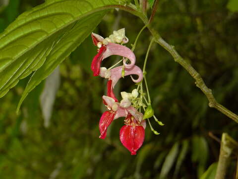 Image of Impatiens platyadena C. E. C. Fischer