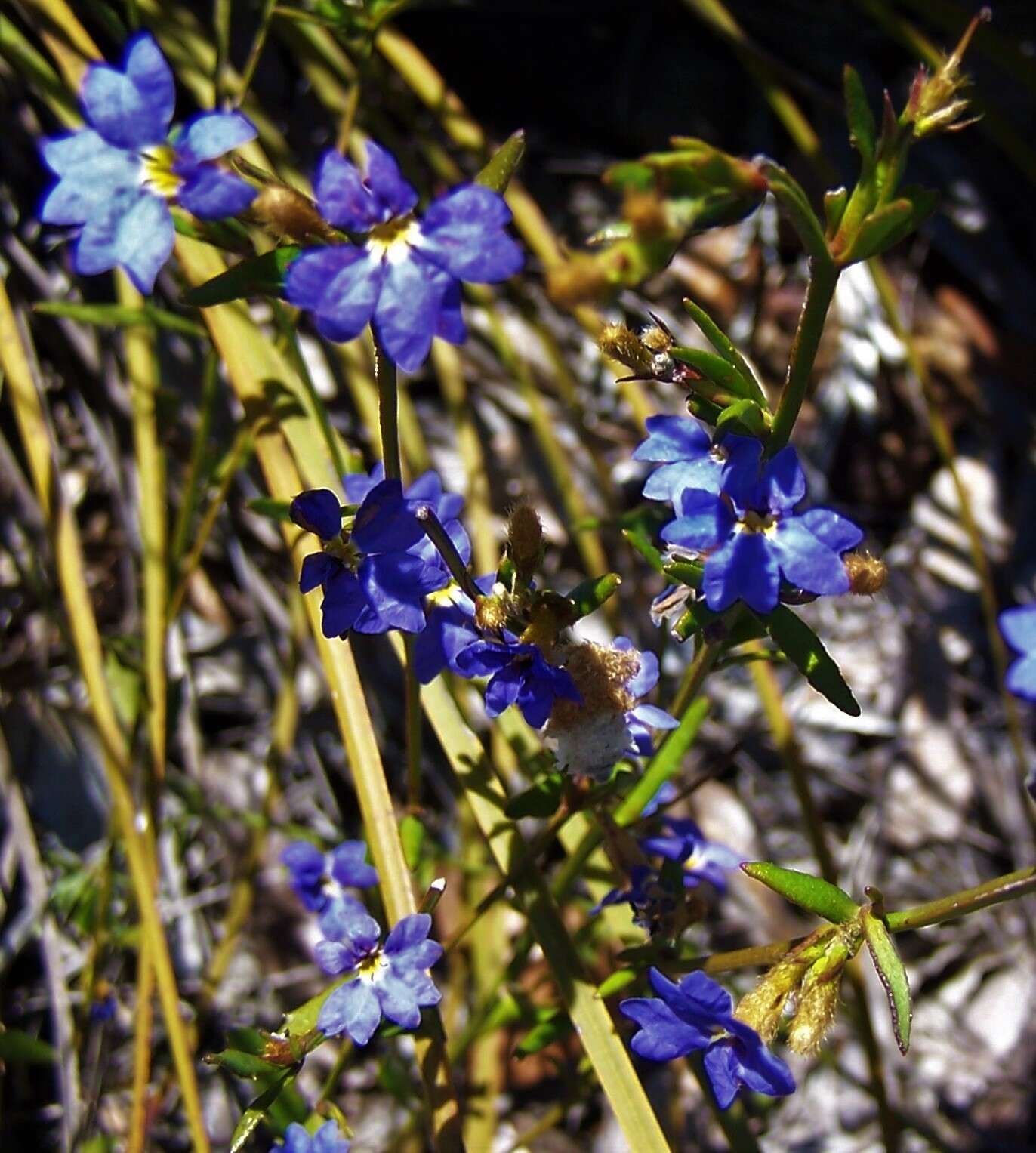 Image of Dampiera stricta (Smith) R. Br.