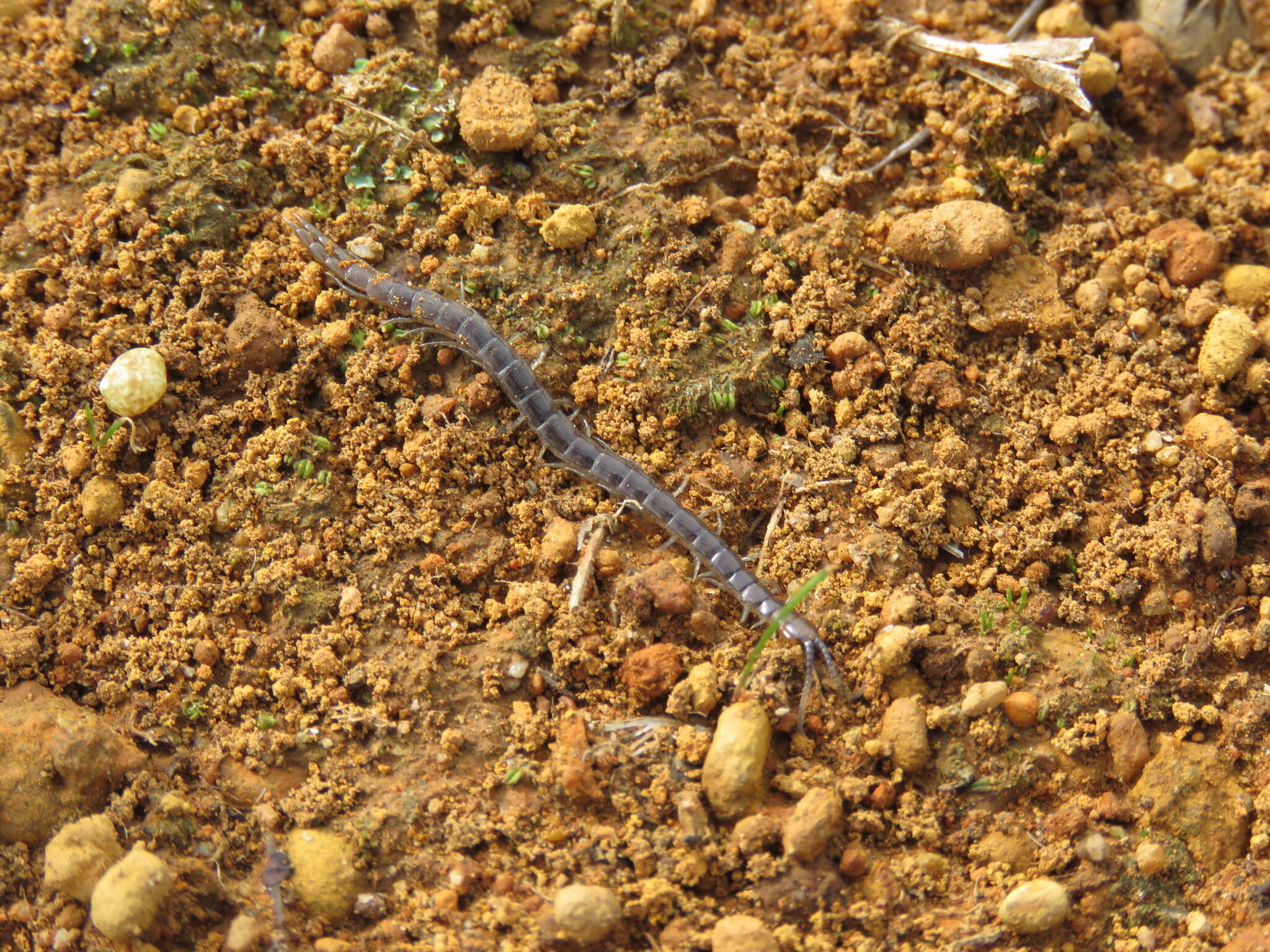 Image of Notiasemus glauerti L. E. Koch 1985