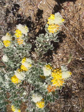 Image of <i>Acmispon argophyllus</i> var. <i>niveus</i>