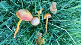 Image of Hygrocybe constrictospora Arnolds 1985