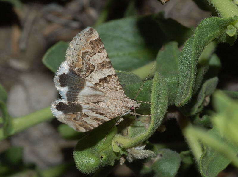 Image of <i>Drasteria flexuosa</i>