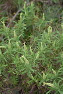 Image of Lavandula viridis L'Hér.