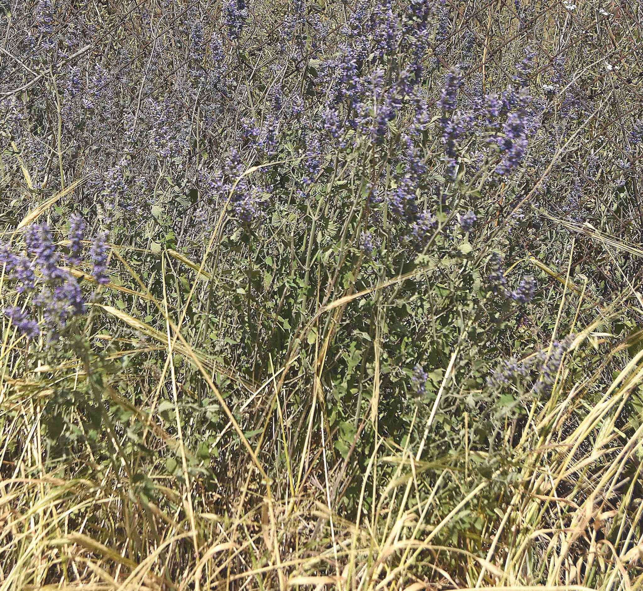 Nepeta curviflora Boiss. resmi