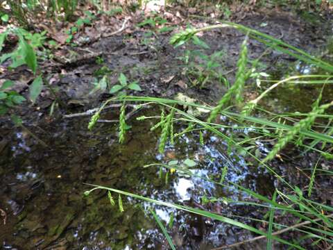 Image of Sharp-Scale Sedge