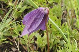 Image of rock clematis