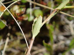 Image of Epilobium alsinoides subsp. atriplicifolium (A. Cunn.) Raven & Engelhorn