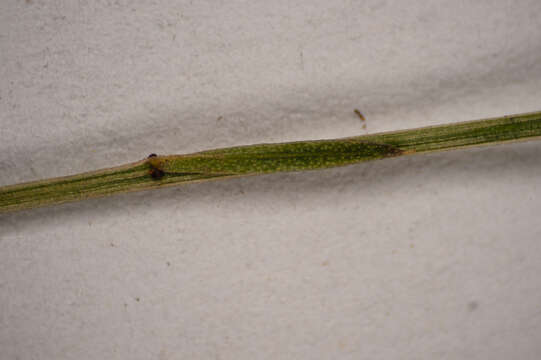 Image of Sand Flax