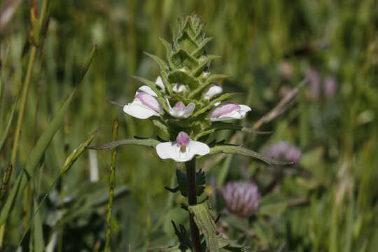 Image of Mediterranean lineseed