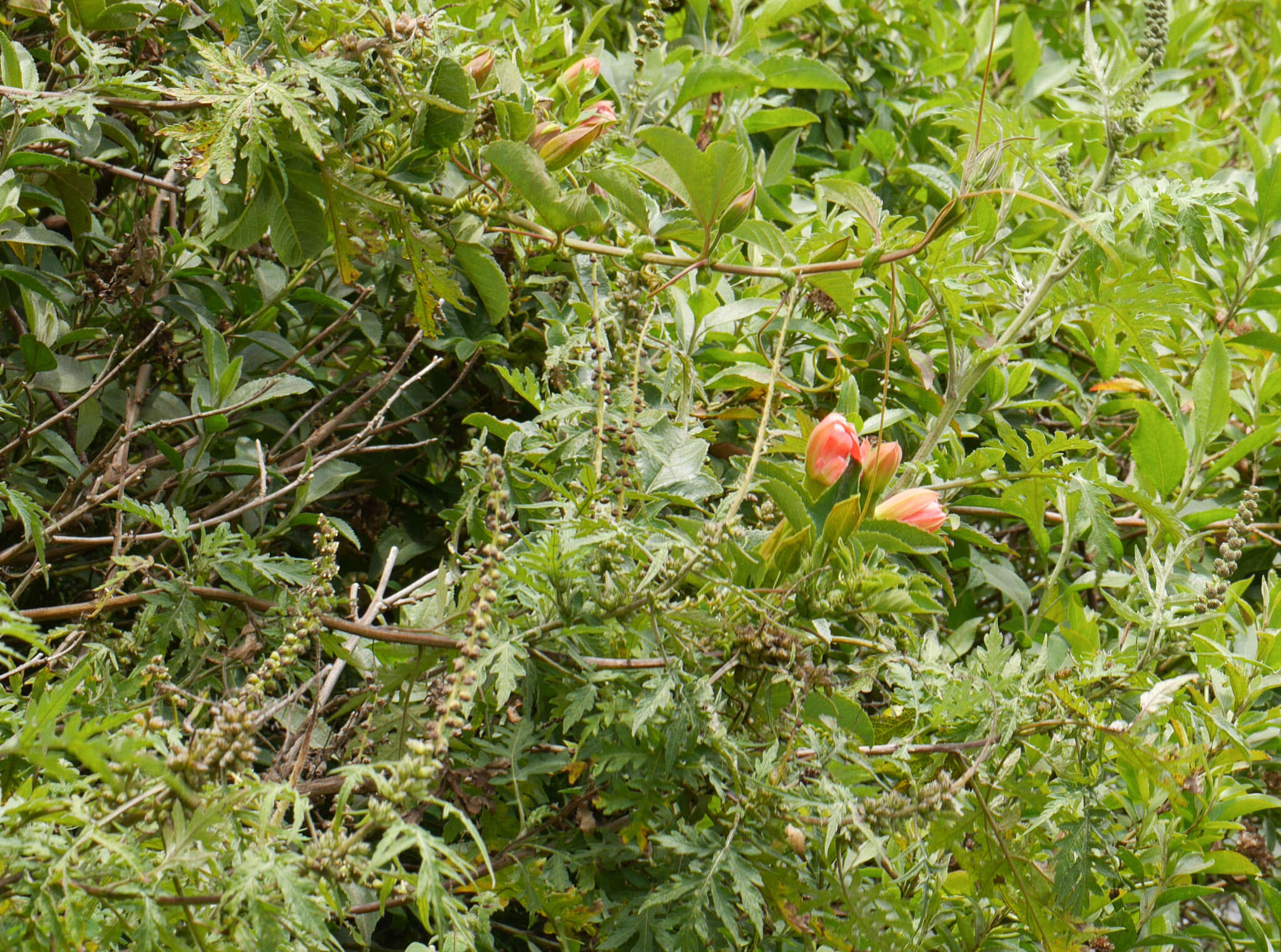 صورة Passiflora mixta L. fil.