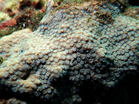 Image of Lesser Knob Coral