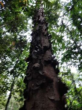 Image of Queensland Kauri Pine