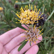 Image of Albertinia pincushion