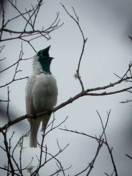 Image of Bare-throated Bellbird