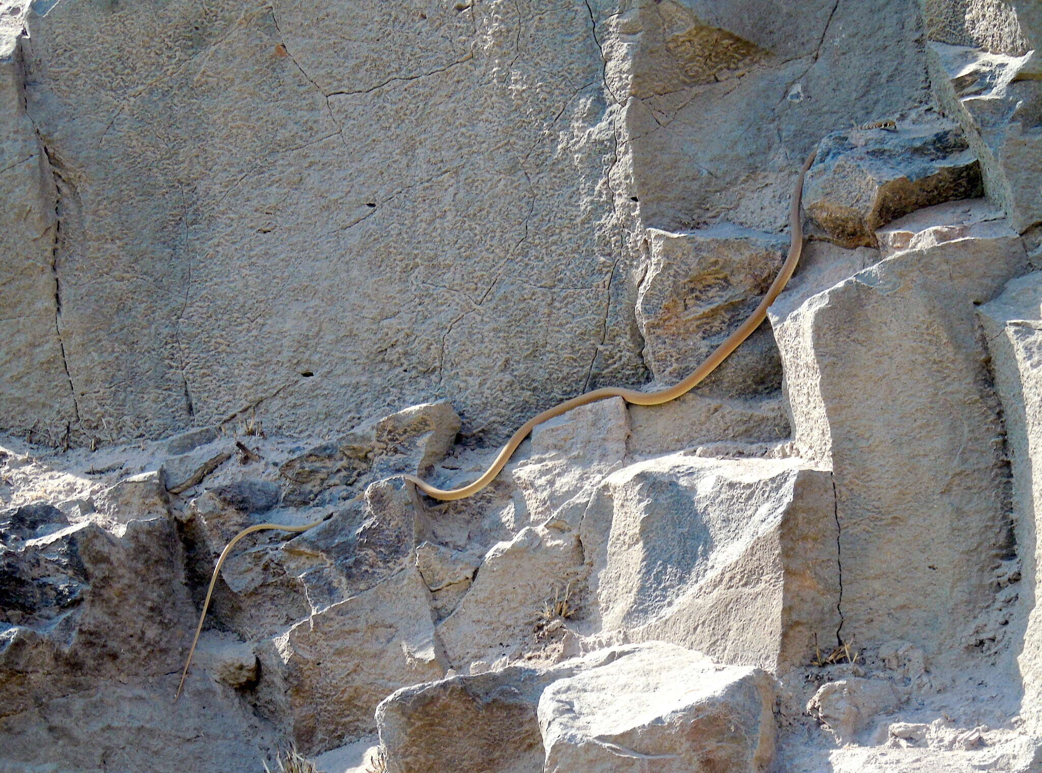 Image of Dahl's Whip Snake