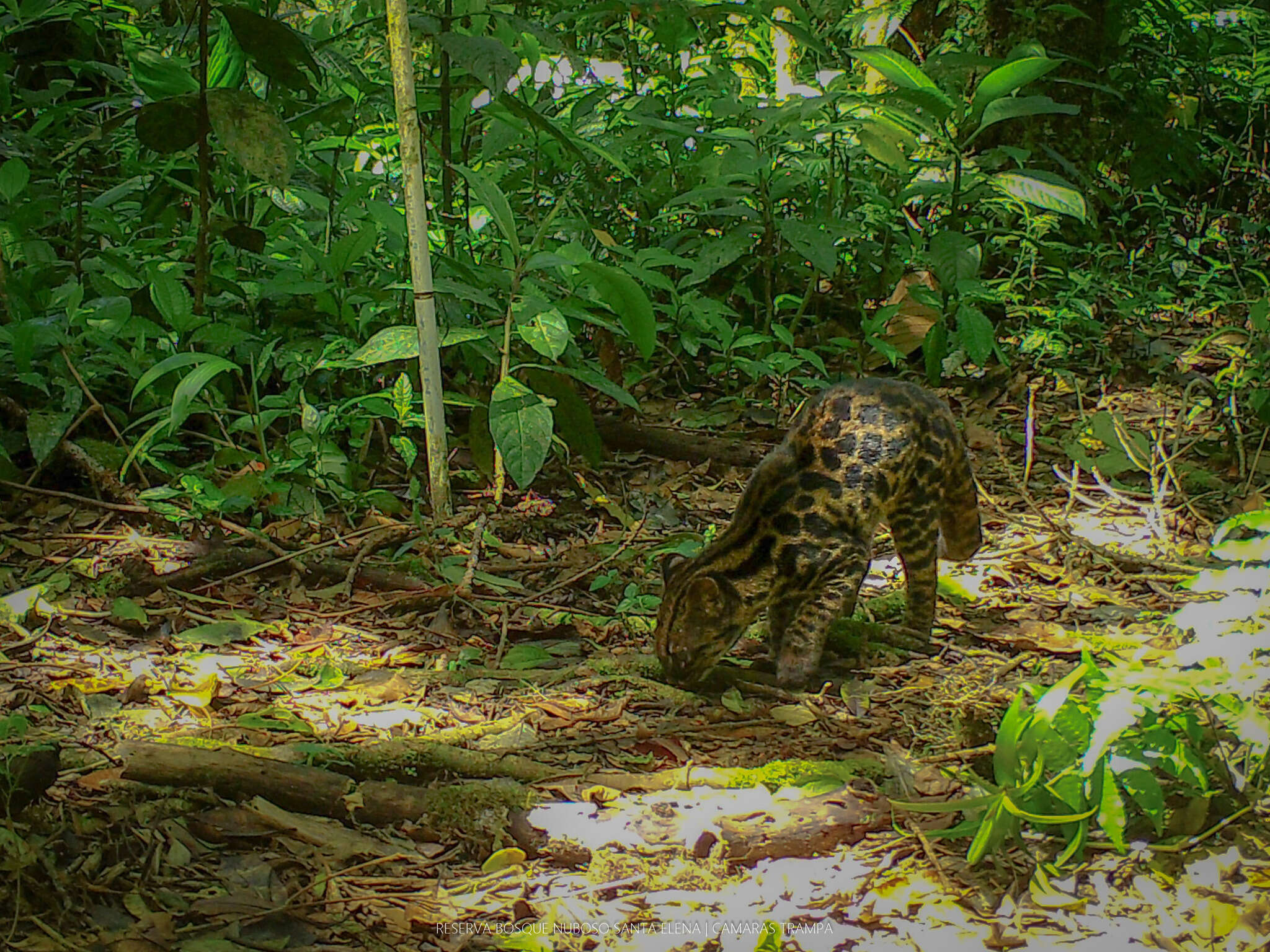 Image of Leopardus tigrinus oncilla (Thomas 1903)